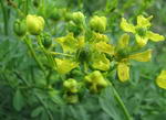 Common Rue